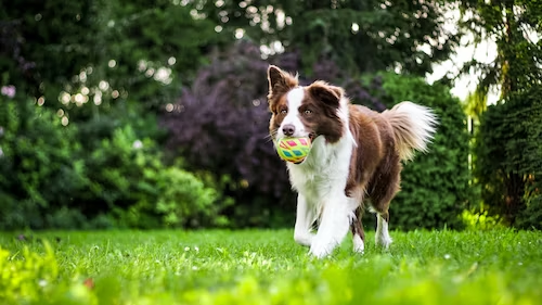 Easing Aches: CBD for Managing Arthritis in Dogs