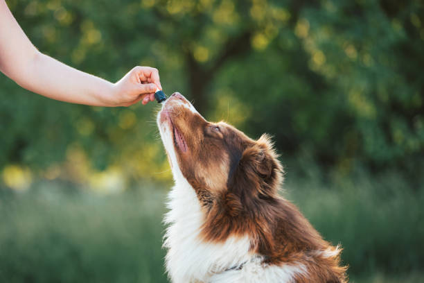 Calming Canines: Exploring CBD for Managing Aggressive Behavior in Dogs