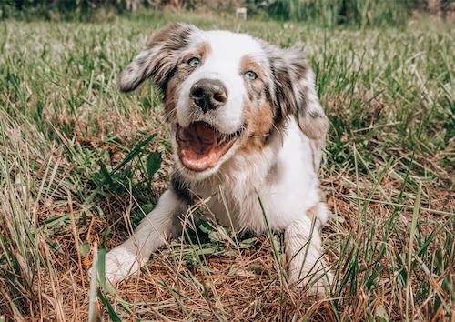 Finding Tranquility: Exploring CBD for Calming Hyperactive Dogs
