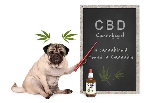 Finding the Right Balance: CBD Dosage Guide for Small Dog Breeds