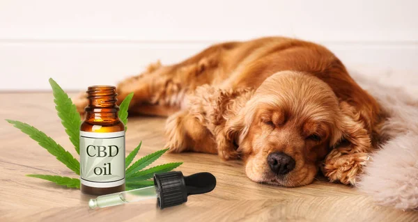 Calming Canines: Exploring CBD for Managing Aggressive Behavior in Dogs