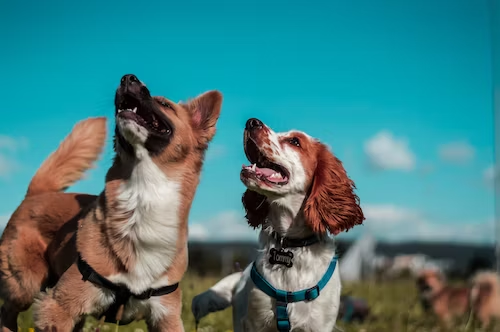 Seizure Relief: Exploring CBD for Epileptic Dogs