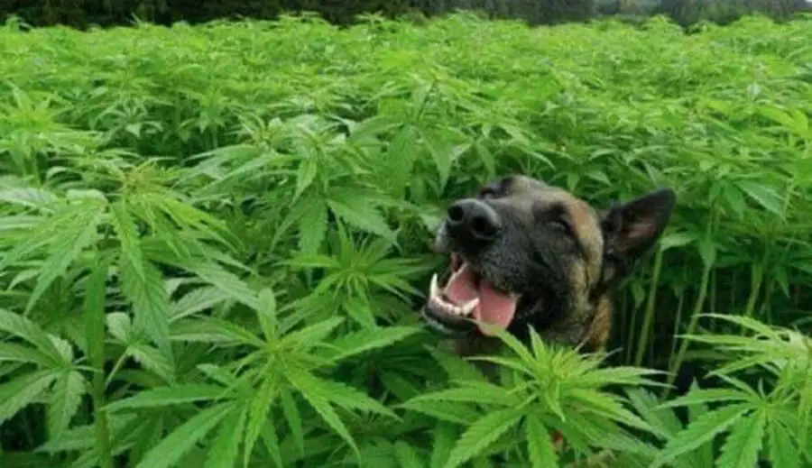 Tailoring CBD Dosage: A Comprehensive Guide for Large Dog Breeds