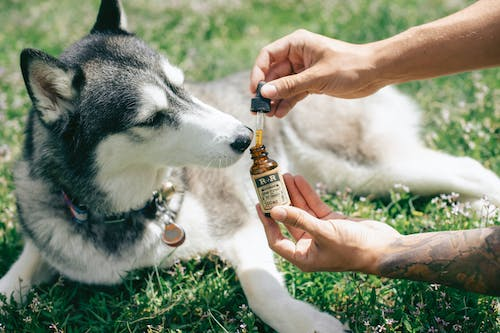 Seizure Relief: Exploring CBD for Epileptic Dogs