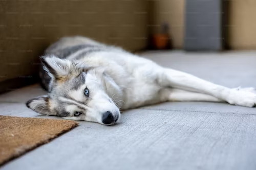 Seizure Relief: Exploring CBD for Epileptic Dogs