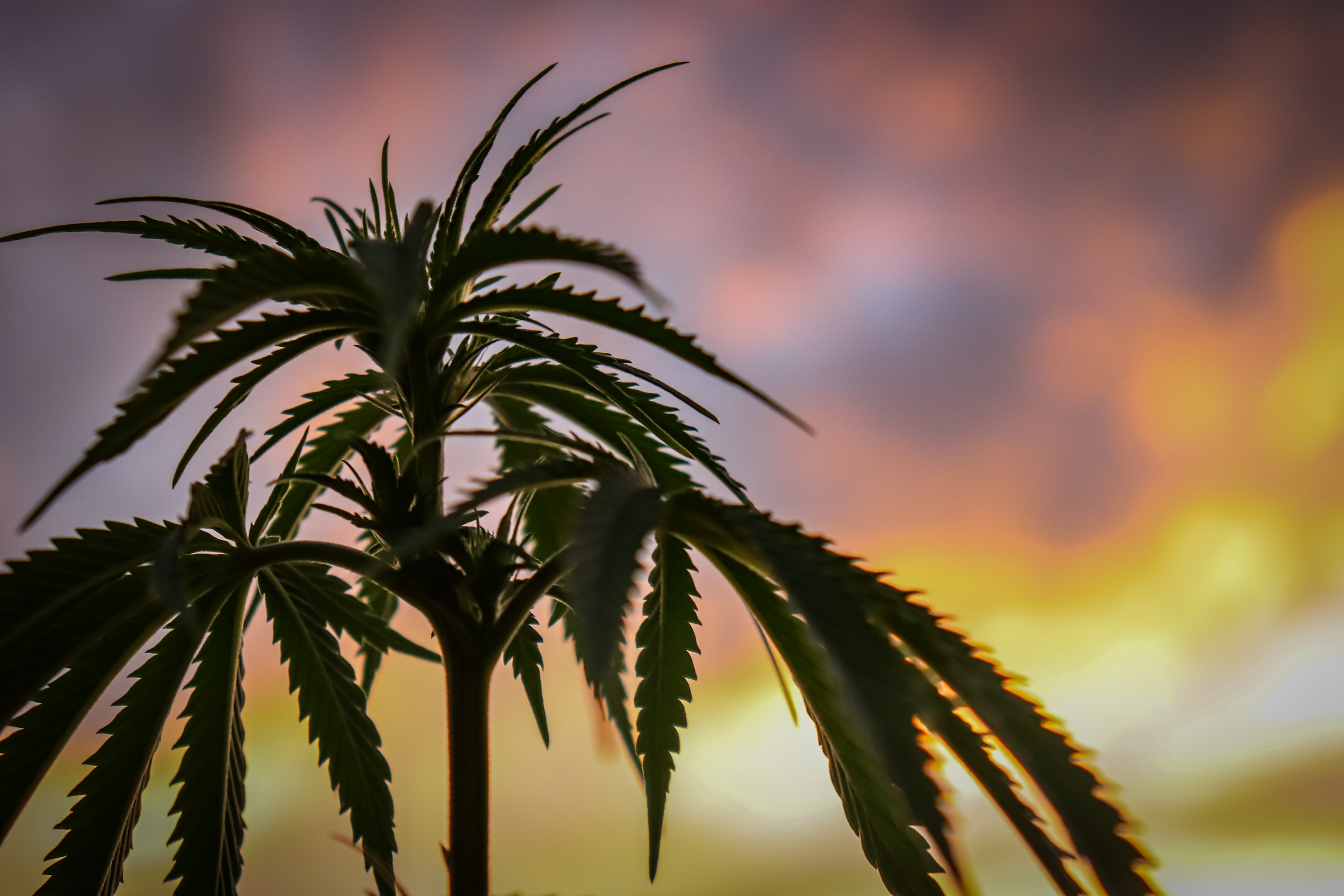 Energetic Sativa Strains for Daytime Use