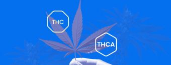 What is THCA? - THC vs. THCA