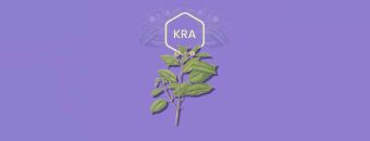 Does Kratom Show Up On A Drug Test? All The Facts