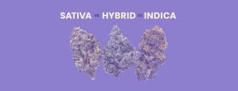 Sativa vs. Indica vs. Hybrid Strains: The Ultimate Comparison Guide 
