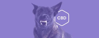 CBD for Aggressive Dogs