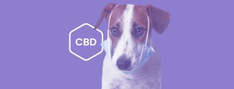 Easing Aches: CBD for Managing Arthritis in Dogs