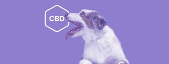 CBD for Hyperactive Dogs