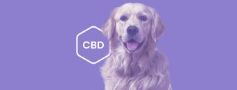 CBD dosage for Large Dogs