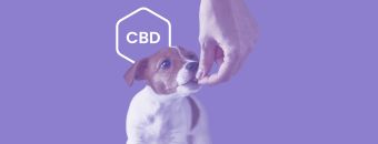 Seizure Relief: Exploring CBD for Epileptic Dogs