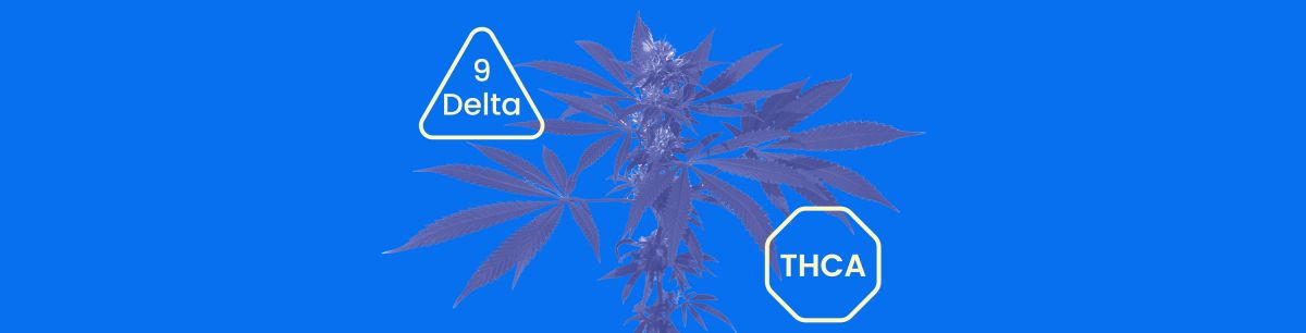 Hemp Derived Delta 9 vs THCA Battle