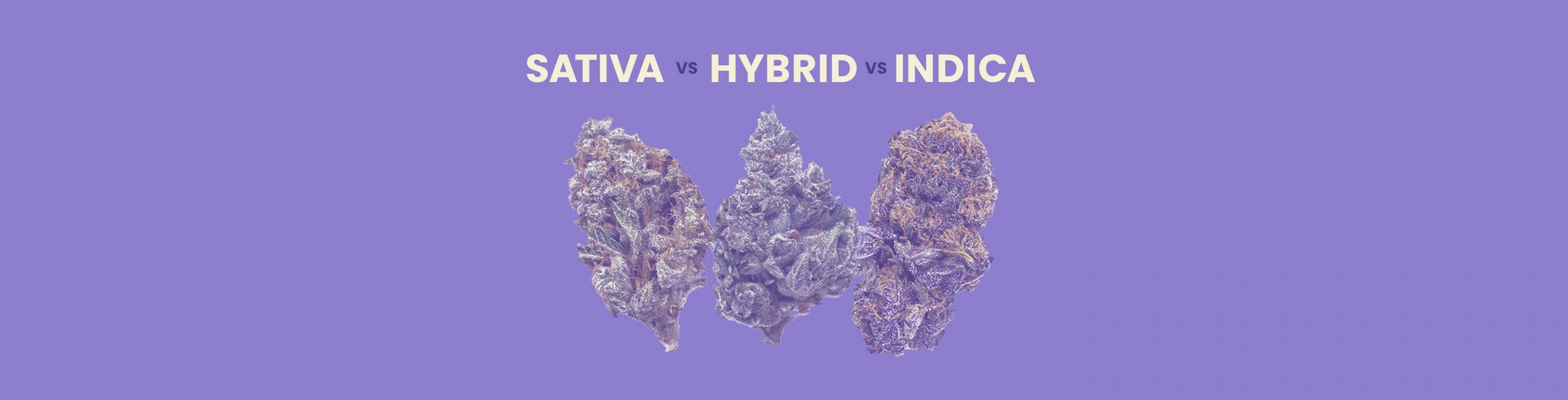 Sativa vs. Indica vs. Hybrid Strains: The Ultimate Comparison Guide 