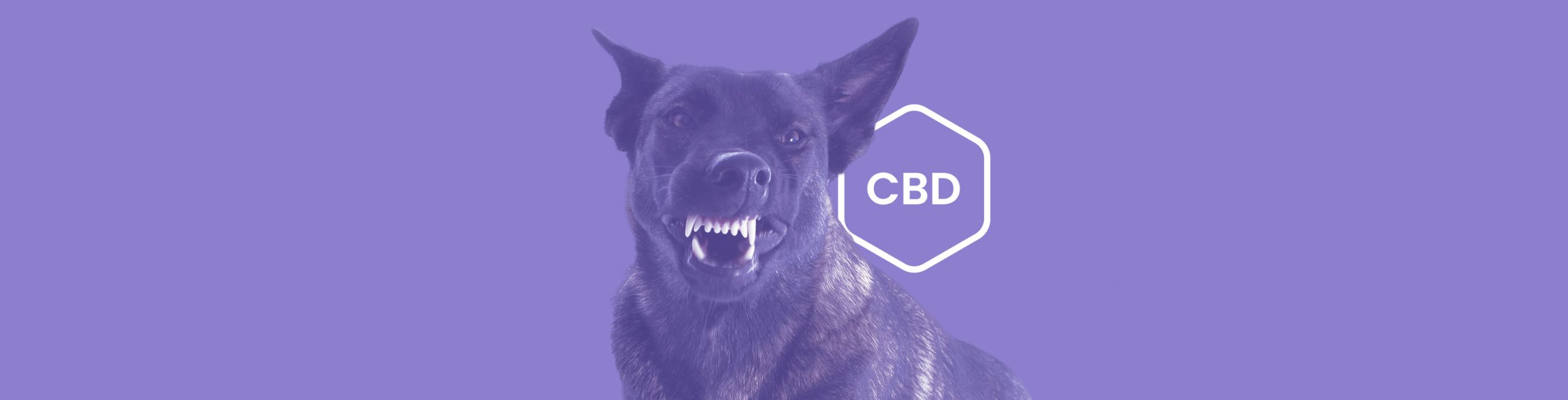 CBD for Aggressive Dogs