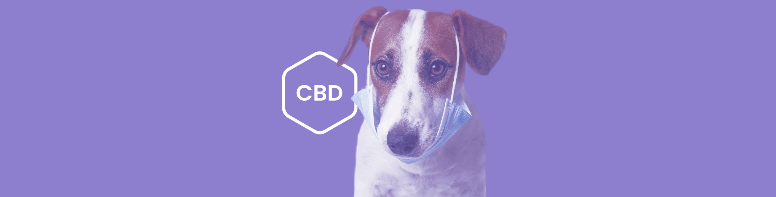 Easing Aches: CBD for Managing Arthritis in Dogs