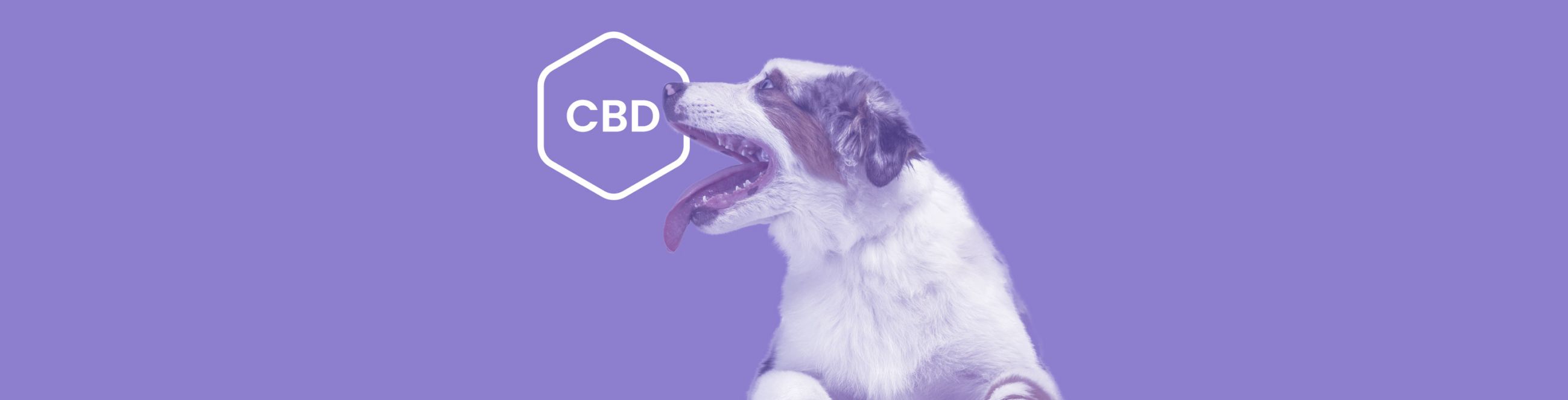 CBD for Hyperactive Dogs