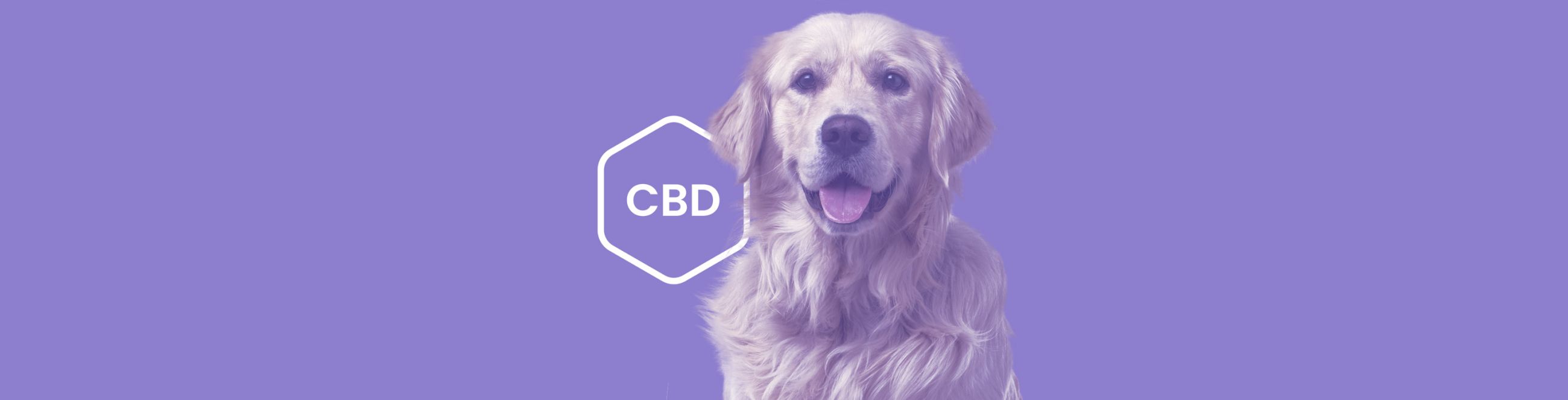 CBD dosage for Large Dogs