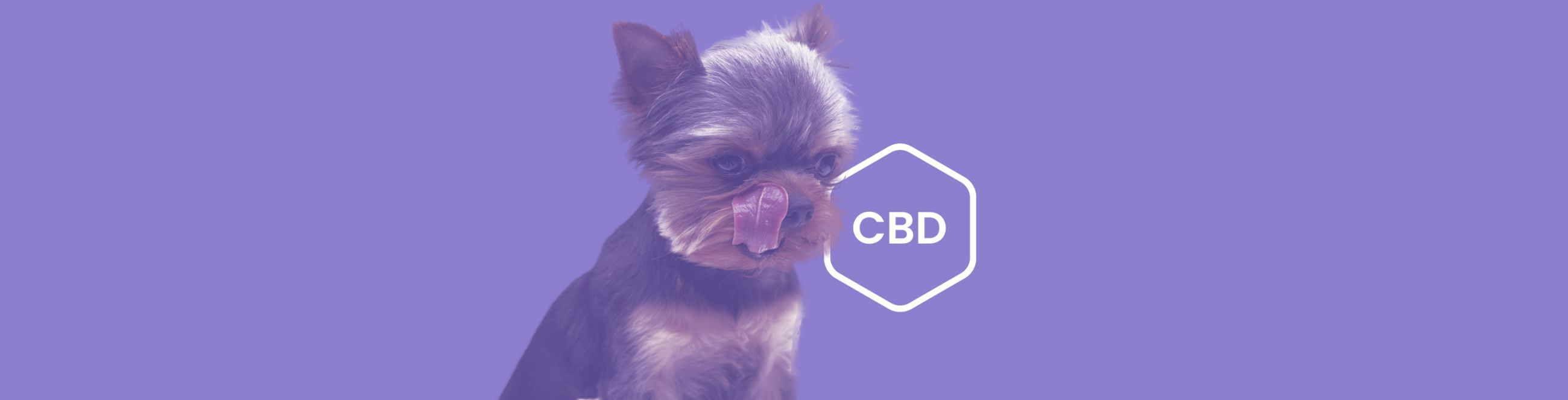 CBD Dosage for Small Dogs: Full Guide