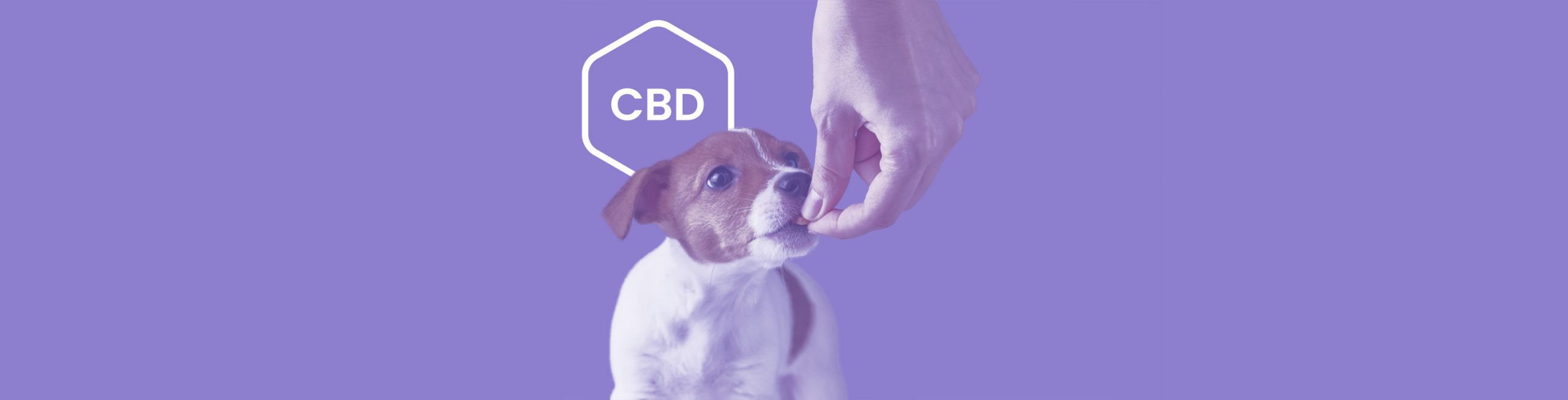 Seizure Relief: Exploring CBD for Epileptic Dogs