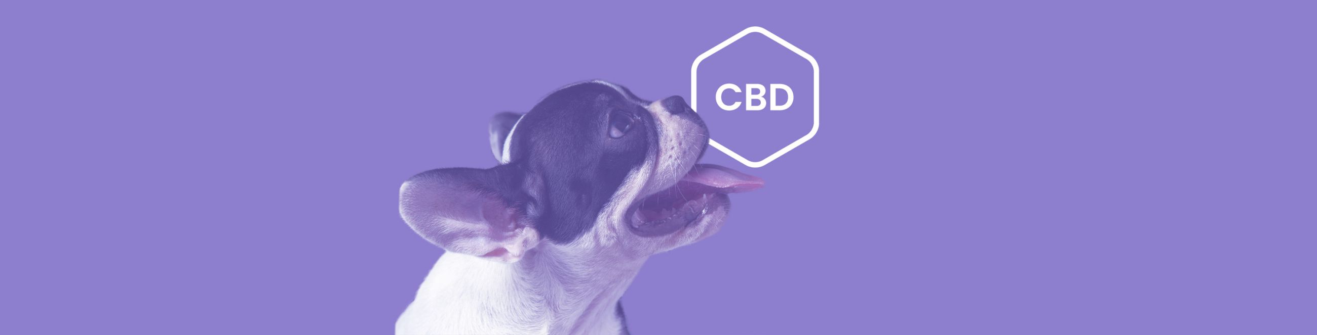 Calming Canines: Using CBD to Address Separation Anxiety in Dogs