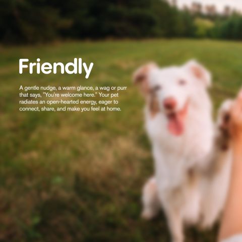 Beef Chews - CBD Dog Treats - 500mg - MediPets - Thumbnail 7