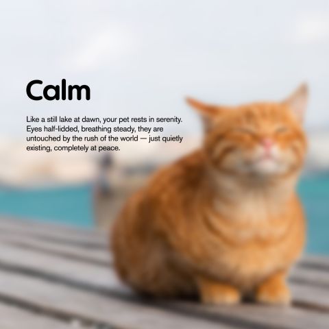 MediPets CBD Cat Treats - Cat Cafe´ Tartar Control - 200mg - Thumbnail 7