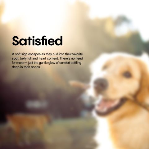 MediPets CBD Dog Treats - Wavy Bacon & Cheese Bites - 200mg - Thumbnail 7