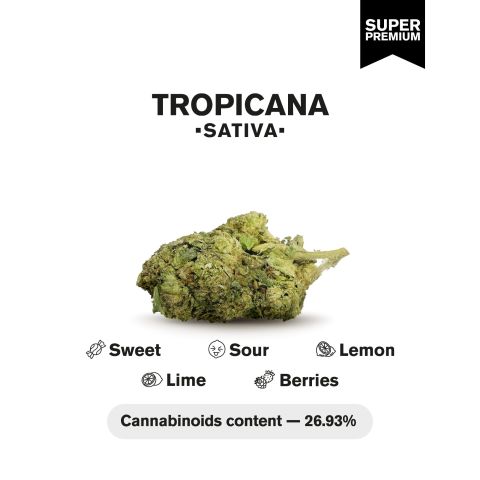 Tropicana Flower - Sativa - THCA - Thumbnail 4