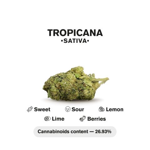 Tropicana Mini Pre-Rolls - 0.5g - THCA - 5 Joints - Chill Plus - Thumbnail 5