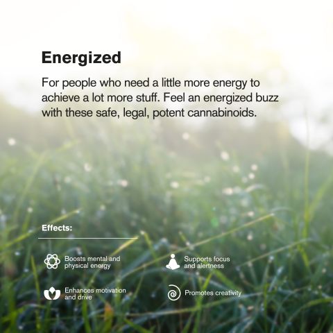 Frozen Lemonade Flower - Sativa - THCA - Thumbnail 7