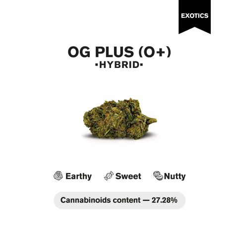OG Plus (O+) Flower - Hybrid - THCA - Thumbnail 4