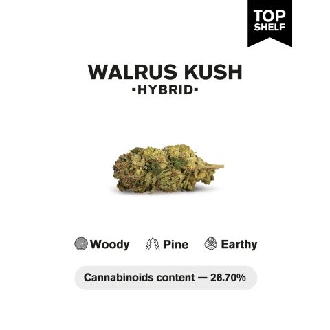 Walrus Kush Flower - Hybrid - THCA - Thumbnail 5