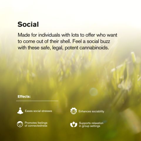 Red Congolese Flower - THCA - Sativa - Thumbnail 6