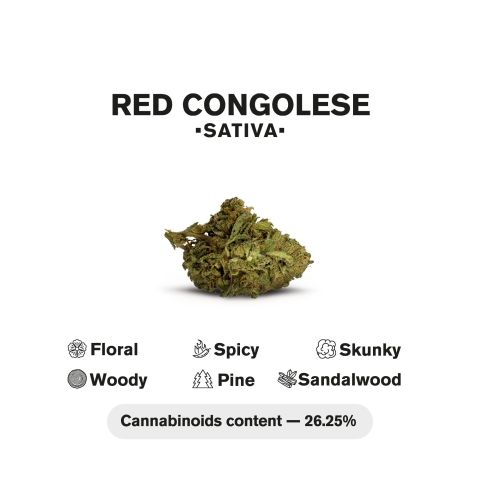 Red Congolese King Size Pre-Roll - 1.5g - THCA - 1 Joint - Chill Plus - Thumbnail 5