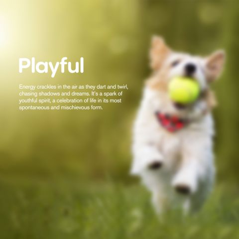 Biscuits - CBD Pet Treats For Dogs - 500mg - MediPets - Thumbnail 9