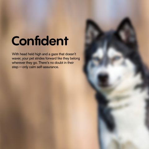 Bone Marrow Chew - CBD Pet Treats For Dogs - 300mg - MediPets - Thumbnail 7