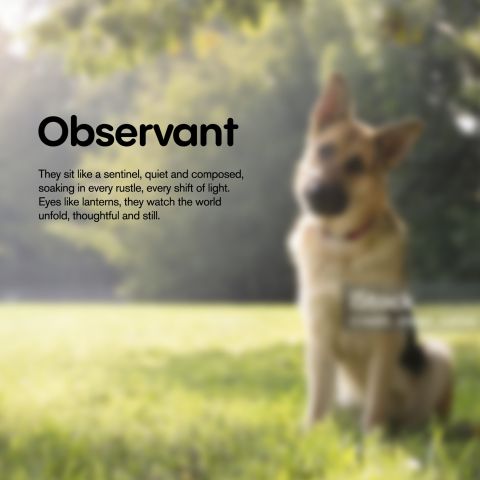 Grilled Chicken - CBD Pet Treats For Dogs - 300mg - MediPets - Thumbnail 7