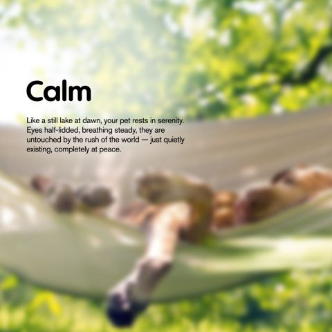 Grilled Steak - CBD Pet Treats For Dogs - 500mg - MediPets - Thumbnail 9