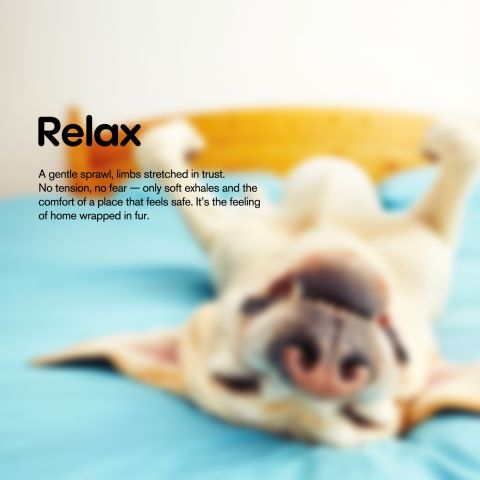 Mini Hot Dogs - CBD Pet Treats For Dogs - 600mg - MediPets - Thumbnail 9