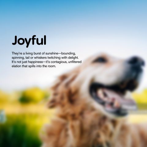 Pigs in a Blanket - CBD Pet Treats For Dogs - 300mg - MediPets - Thumbnail 7