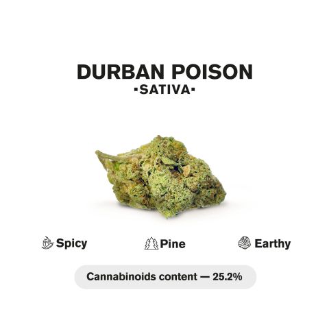 Durban Poison King Size Pre-Roll - Sativa - 1.5g - THCA - 5 Joints - Thumbnail 5