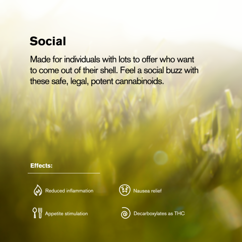 Maui Wowie King Size Pre-Roll - Sativa - 1.5g - THCA - 5 Joints - Thumbnail 9