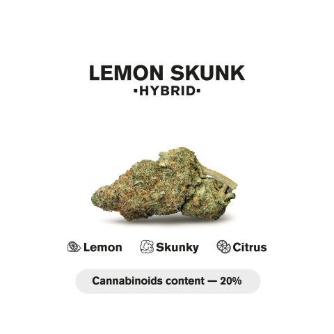 Lemon Skunk King Size Pre-Roll - Hybrid - 1.5g - THCA - 1 Joint - Thumbnail 5