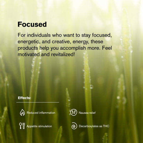 Jack Herer Mini Pre-Roll - Sativa - 0.5g - THCA - 5 Joints - Thumbnail 9