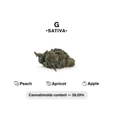 G Mini Pre-Roll - Sativa - 0.5g - THCA - 5 Joints - Thumbnail 5