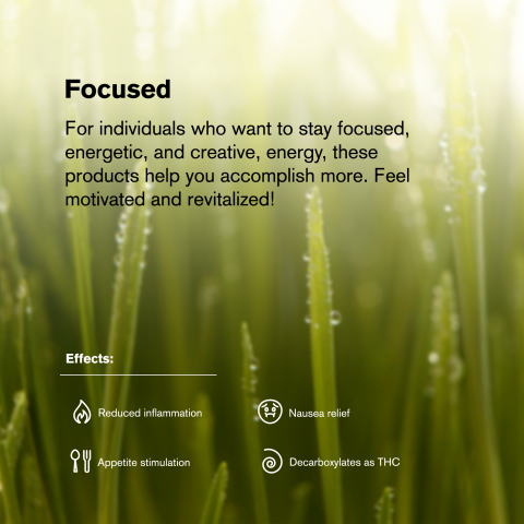 Chocolope Mini Pre-Roll - Sativa - 0.5g - THCA - 5 Joints - Thumbnail 9