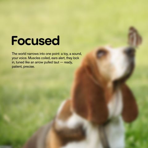 Burger Beef Minis - CBD Pet Treats For Dogs - 1,000mg - MediPets - Thumbnail 7